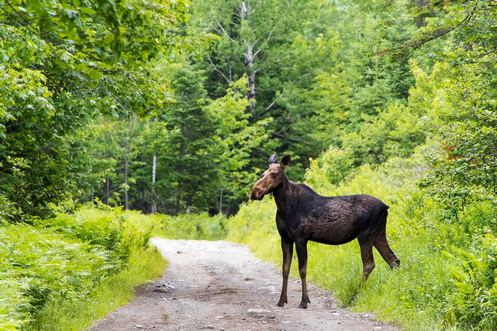 Things To Do Catch A Glimpse Of The Local Wildlife