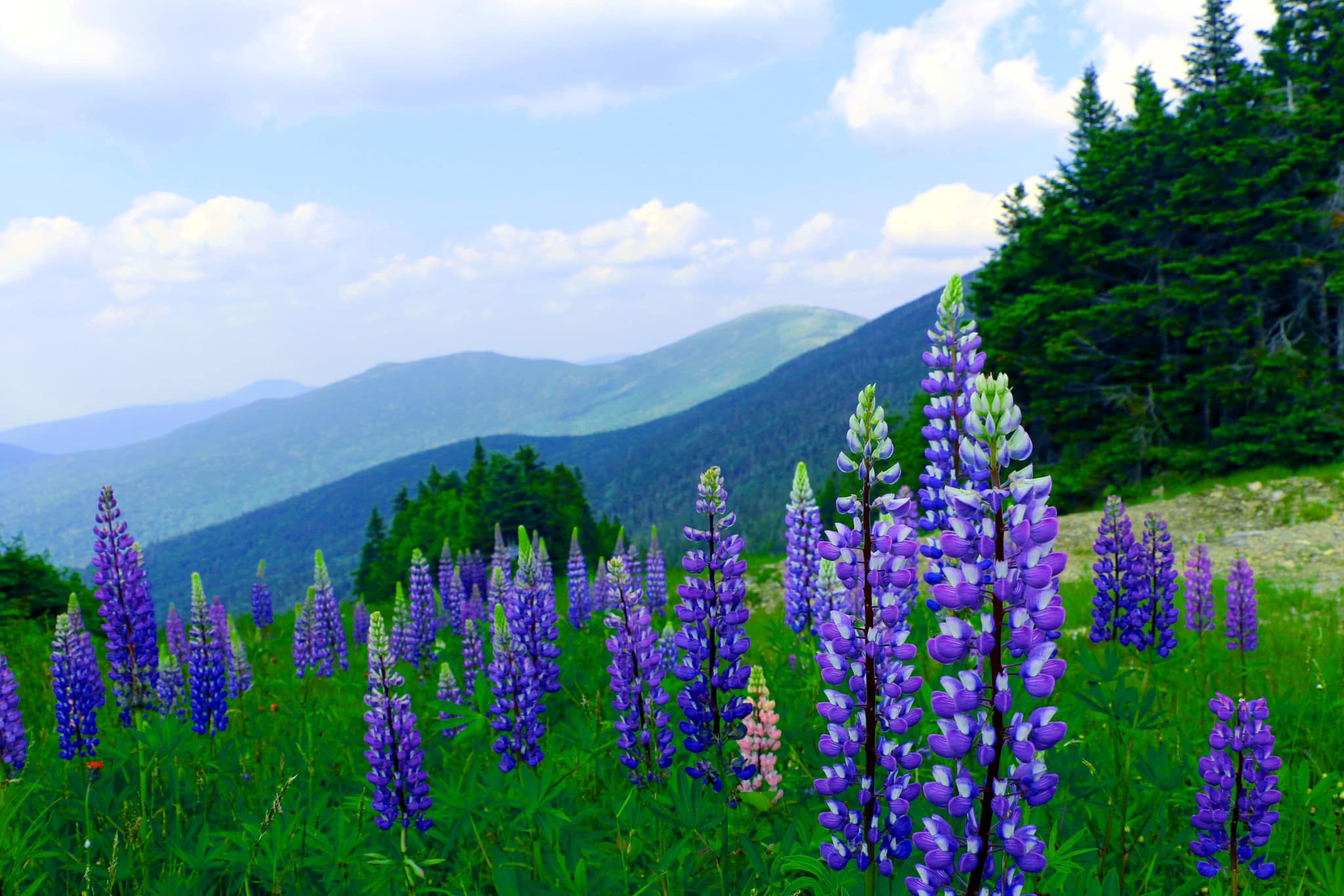 Things To Do Lupine Festival