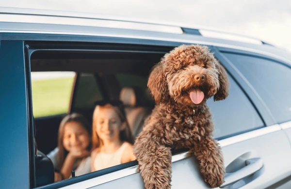 Things To Do Dog Friendly Spots & Pet Sitting